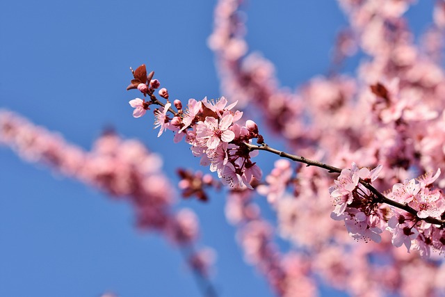 1. 「九州の春は桜名所が満開？おすすめスポットを教えて！」