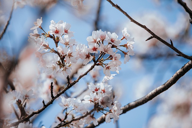1. 九州の春に桜を楽しむ名所は？おすすめスポットは？