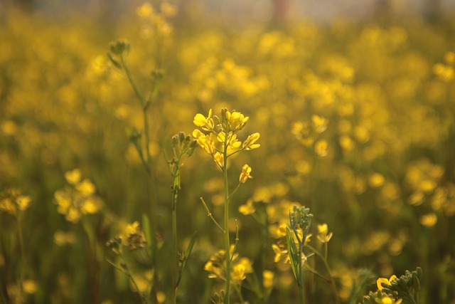 1. 九州の菜の花畑は春に見頃？絶景撮影スポットを探す方法