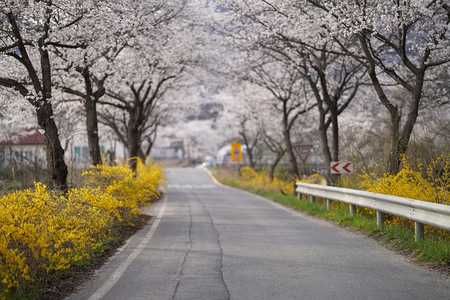 1. 九州の湯布院で桜を楽しむには？観光スポットを教えて！