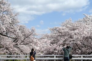 1. 九州春旅行で絶対に行きたい湯布院の桜並木道ってどんな感じ？