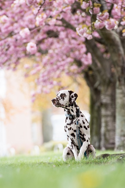 1. 九州で春に犬連れで楽しめるドッグランはどこがおすすめ？