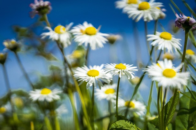 1. 九州の海の中道で春の花畑はいつが見頃？