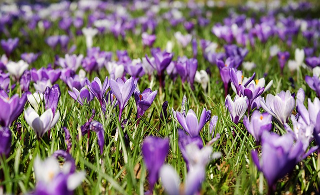 1. 九州の海の中道の花畑は春に見頃？見どころやおすすめスポット教えて！