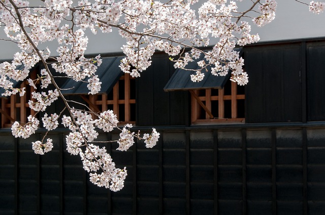 1. 九州の春に唐津城で花見をするポイントは？