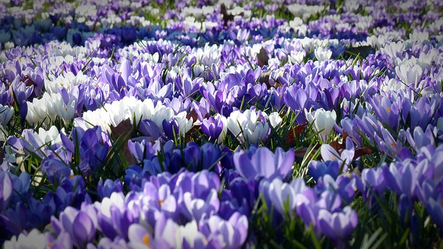 1. 九州の海の中道の春の花畑、見頃はいつ？