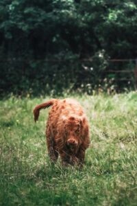 1. 九州の夏、熊本の魅力は？放牧の草千里での過ごし方は？