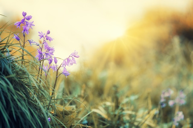 1. “九州の春の花畑で絶景撮影！おすすめスポットは？”
