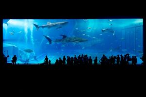 1. “九州の水族館デート、夏の理想のコースは？”