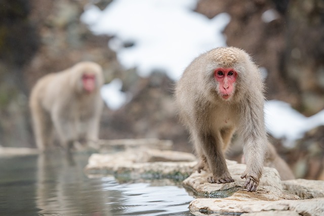 1. 由布院の玉の湯はどのような口コミが多いですか？