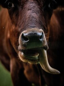 九州のご当地グルメ一覧を徹底解説しますか？