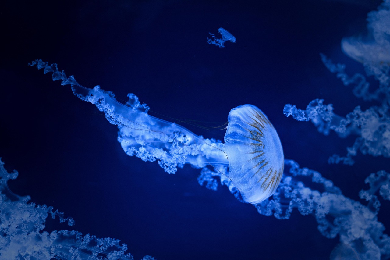 九州の水族館で楽しむ夏のおすすめアクティビティは？