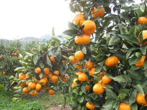 【2025年版】九州で楽しむ秋の果物狩りスポット10選｜柿・みかん・梨・栗を味わう旅