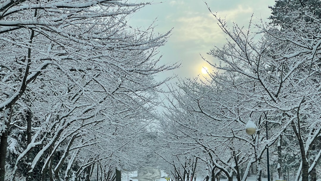 1. 由布院温泉