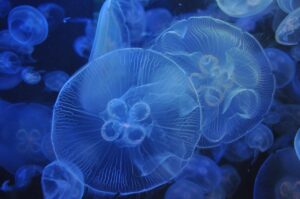 九州にある水族館で楽しめるおすすめの生き物は？