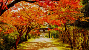 【2025年版】九州の絶景紅葉スポット15選｜見頃カレンダー＆アクセス情報