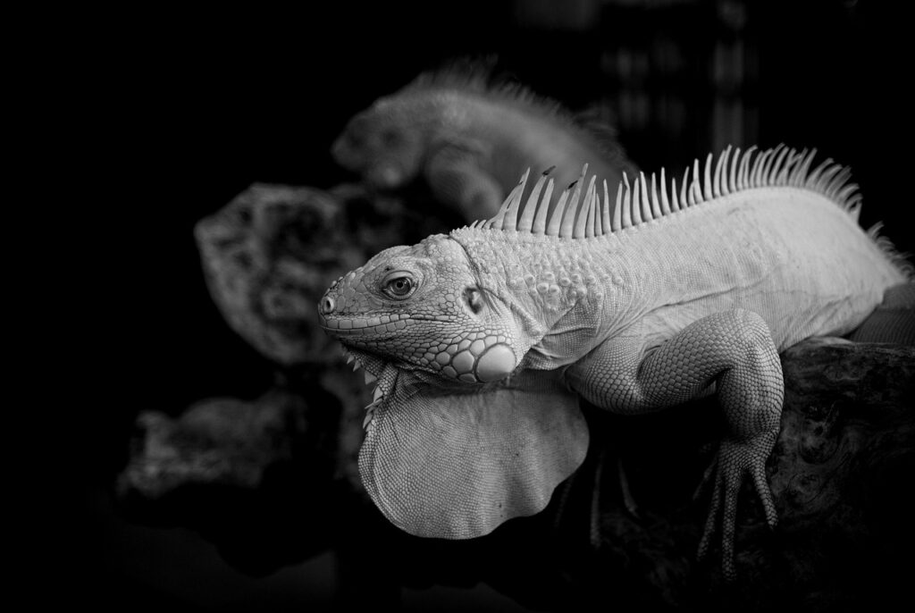 グランピングを楽しむなら九州の人気スポットはどこ？