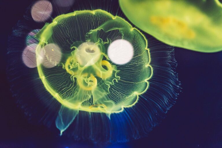 九州で訪れるべきおすすめの水族館は？