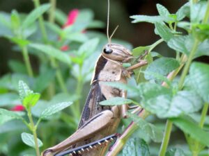 九州で楽しむ食べ歩きのおすすめスポットは？