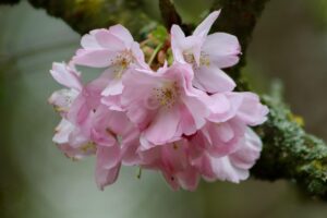 九州の春に訪れたい桜の名所はどこですか？