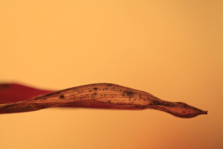 九州の春に訪れたい絶景スポットは？