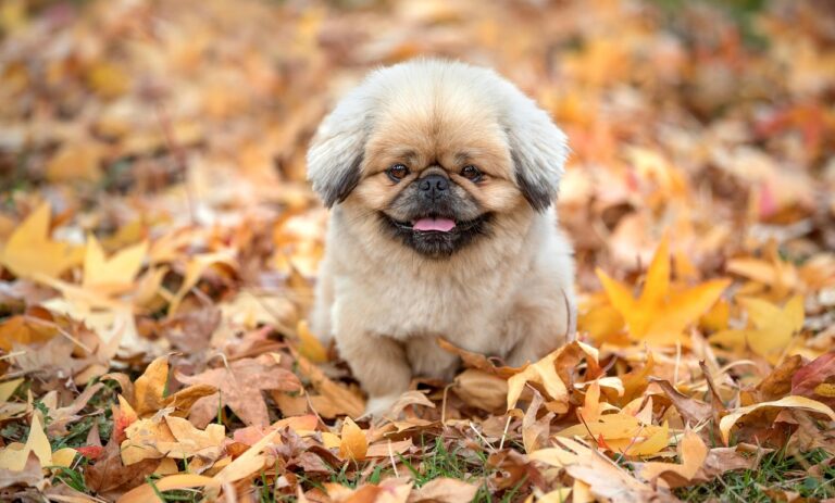 九州の秋に訪れたい穴場スポットは？