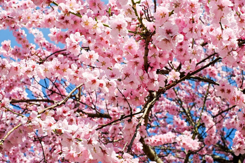 佐賀で春に楽しむ桜のおすすめスポットは？