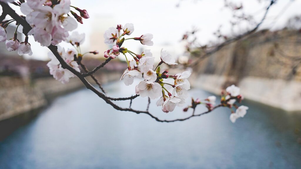 佐賀の春にぴったりの花見スポットはおすすめ？