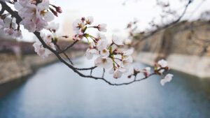 佐賀の春にぴったりの花見スポットはおすすめ？