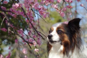 福岡で春に楽しめる桜の穴場スポットは？