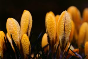 高千穂峡の春に訪れたいおすすめスポットは？