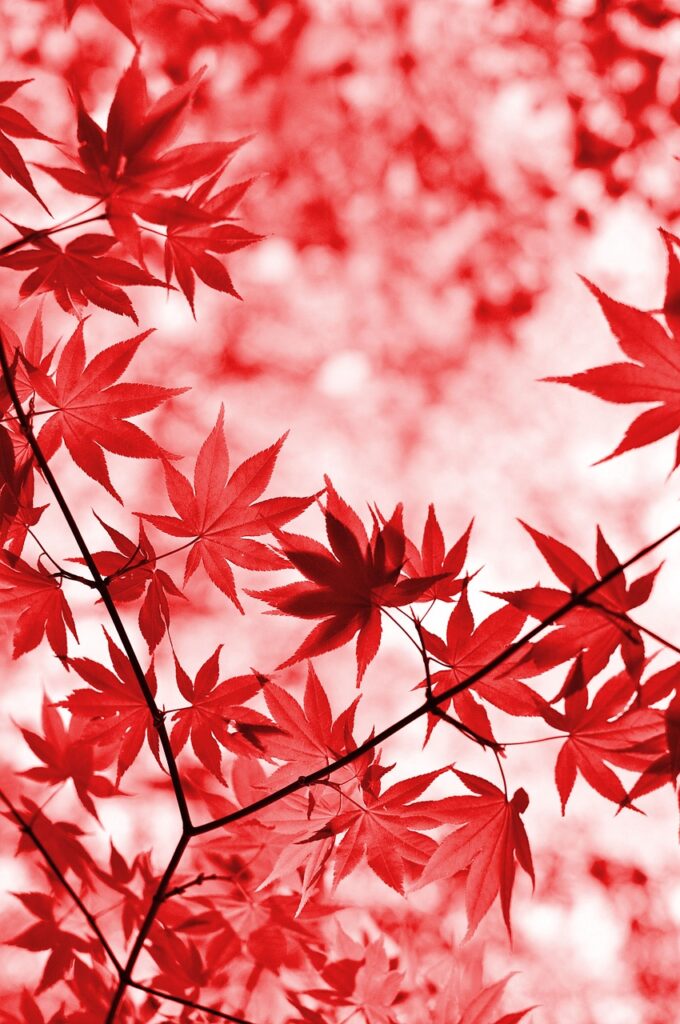 九州の秋に訪れたい紅葉名所はどこ？