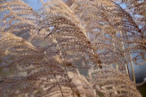 佐賀の秋に訪れたいススキのおすすめスポットは？