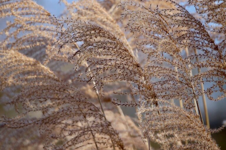 佐賀の秋に訪れたいススキのおすすめスポットは？