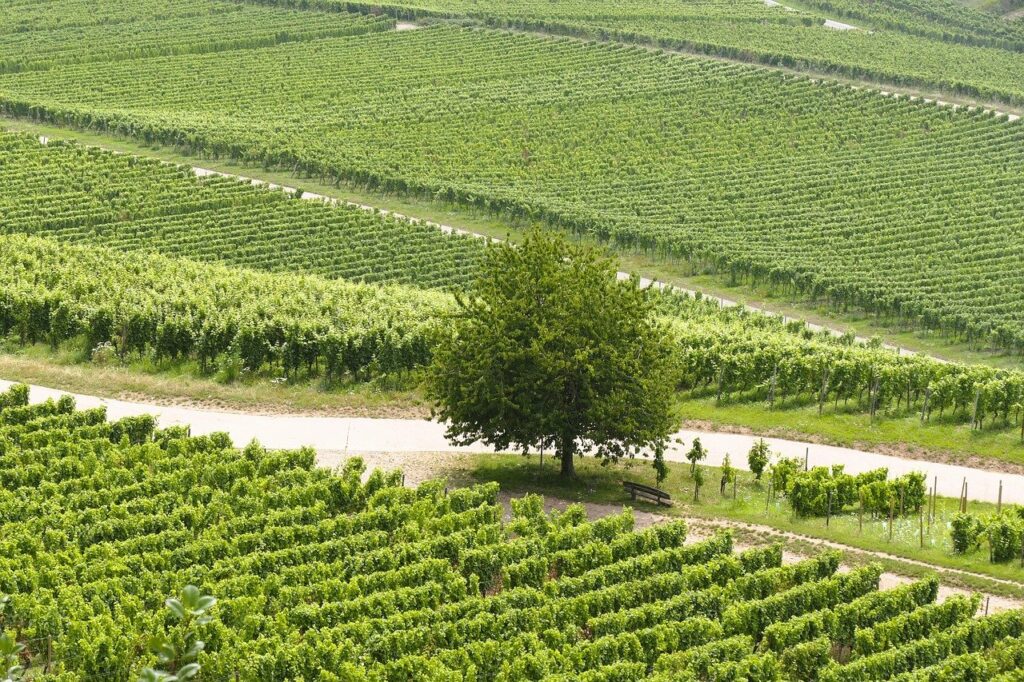 夏に訪れる九州のハウステンボスで楽しめる絶景スポットは？
