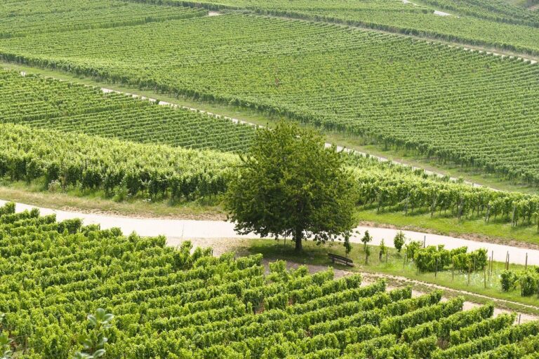 夏に訪れる九州のハウステンボスで楽しめる絶景スポットは？