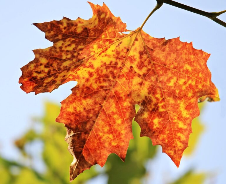 九州の秋に乗りたい観光列車のおすすめは？