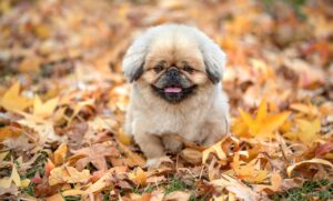 九州の秋に楽しむおすすめアクティビティは？