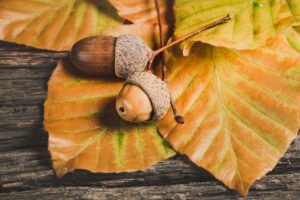 耶馬渓の紅葉が見頃になる時期はいつですか？