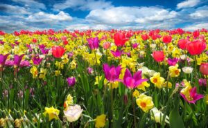 のこのしま春の花畑で楽しむ絶景スポットは？