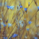 九州で春に訪れたいネモフィラスポットは？