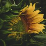 九州の夏に訪れたいひまわり名所はどこ？