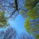 九州の春に訪れたいチューリップスポットはどこ？