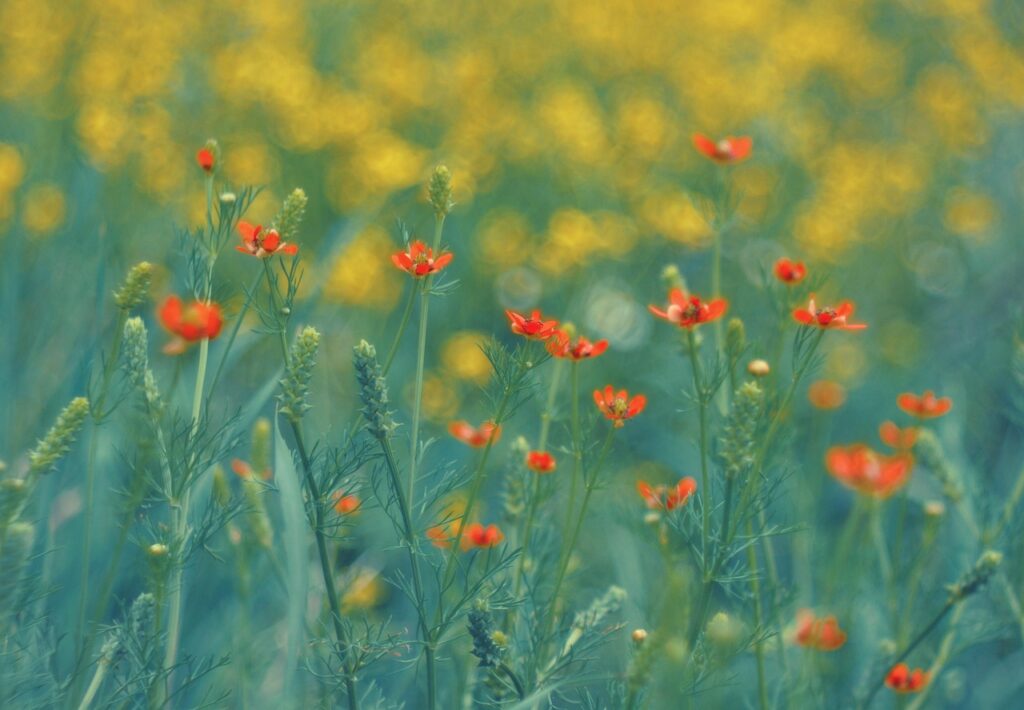 九州の春に訪れたい花の観光地はどこですか？
