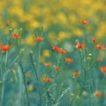 九州の春に訪れたい花の観光地はどこですか？