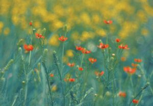 九州の春に訪れたい花の観光地はどこですか？