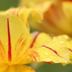 九州の春に訪れたい藤の花名所はどこ？