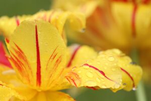九州の春に訪れたい藤の花名所はどこ？