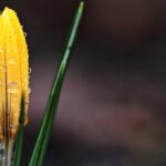 九州の春に訪れたい観光穴場スポットは？