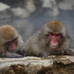 九州の観光地で春夏秋冬楽しめる露天風呂付き客室まとめは？